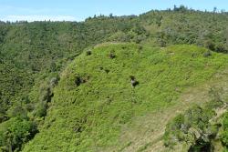 Paesia scaberula. Plants covering reverting hillside pasture.
 Image: L.R. Perrie © Leon Perrie 2013 CC BY-NC 3.0 NZ